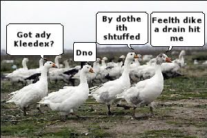 Bird Flu Affecting Large Flocks