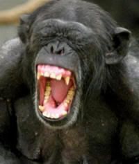 News of the Harriet Miers Nomination Reached the Zoo Today