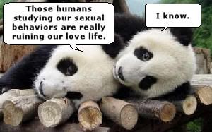 Studies by Humans Affect Pandas