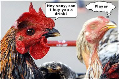 Rooster Rejected by Chicken Beauty