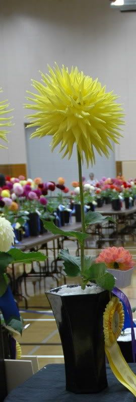 02 86 Best in Show PSDA 08