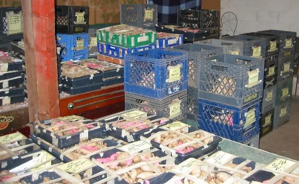Tuber crates in cold room