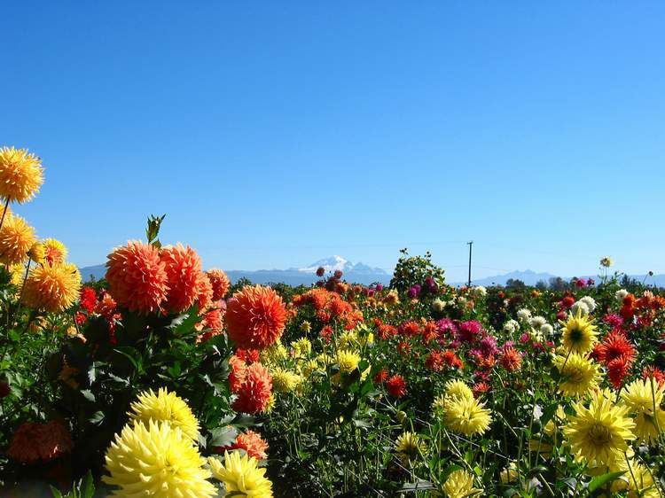 Seedlings with Mt. Baker