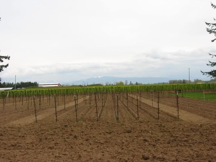 Big garden Spring 2008