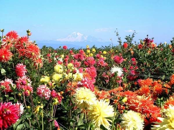 Big Garden with Mt Baker