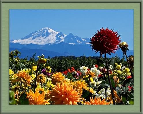 Seedlings & Mt Baker