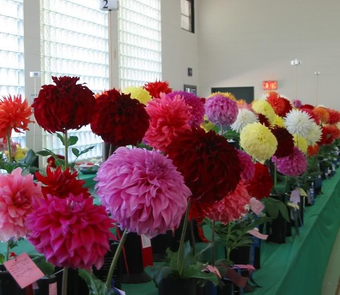 WCDS 2008 The A Tavle