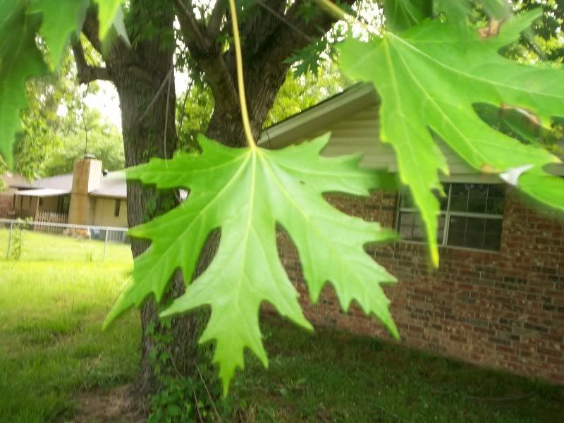 Tree Leaf