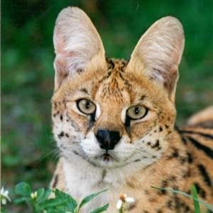 serval-cat.jpg