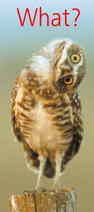owl-what.jpg