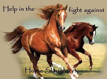 horse slaughter needs to be stopped