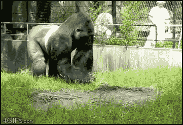 gorilla throwing poop photo: Gorilla throwing pop 1315811500385.gif