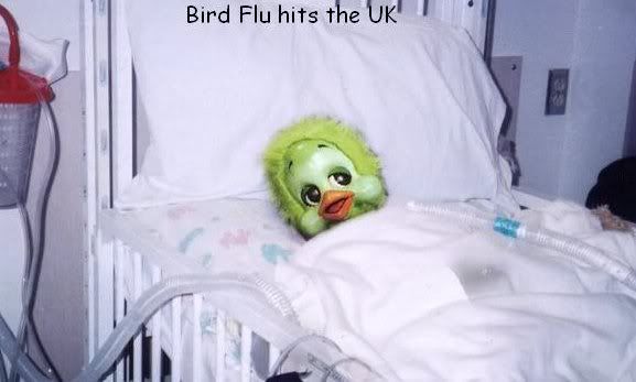 birdflu.jpg