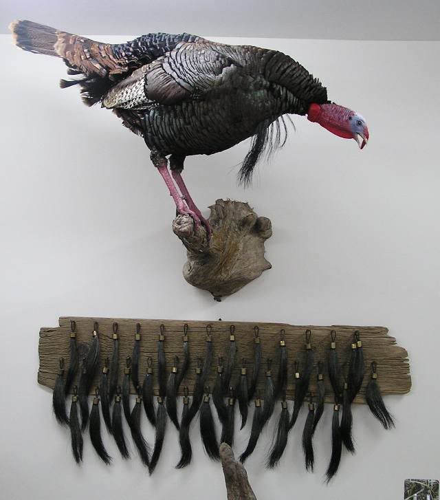 Turkey Beard Display Ideas? Refuge Forums