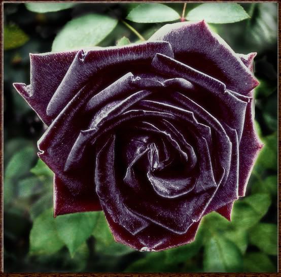 Black Rose Pictures, Images and Photos