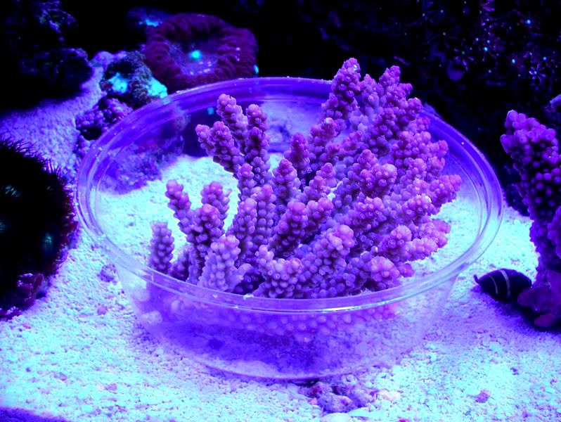 coral005.jpg