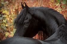 lovehorses.jpg