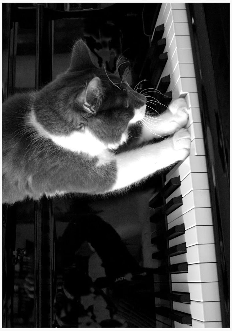 Kitty Piano