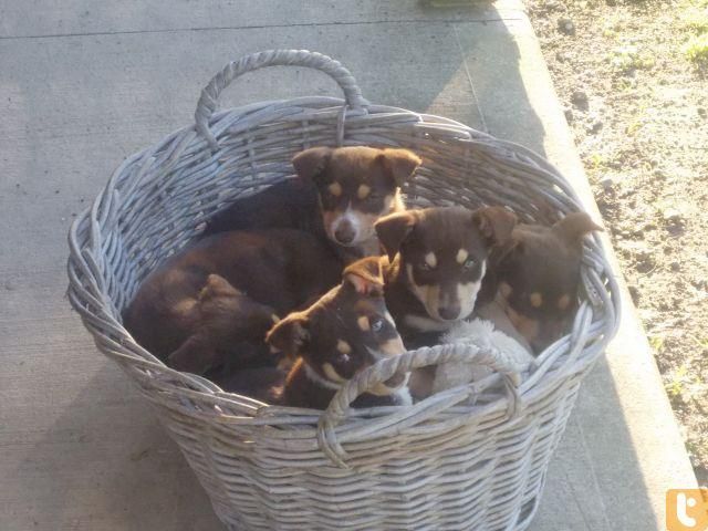 Kelpie Puppy