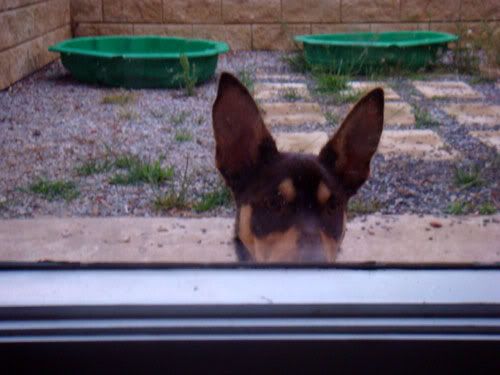 ears02-1.jpg