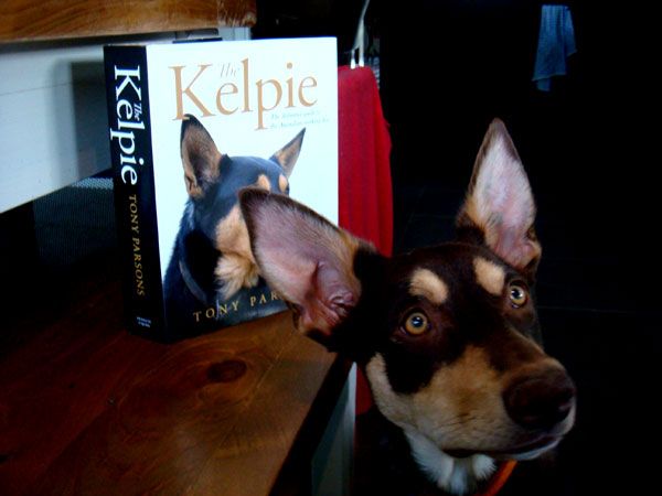 kelpie03.jpg