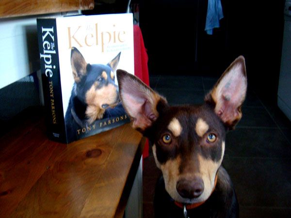 kelpie04.jpg