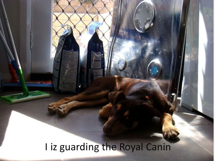 royalcanin.jpg