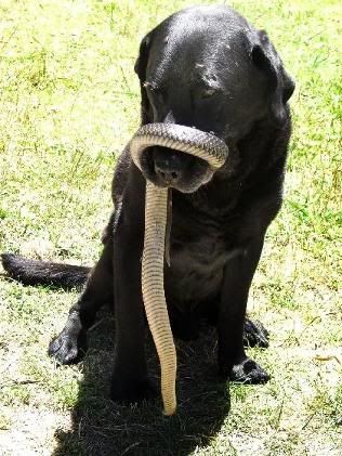 snakenose.jpg