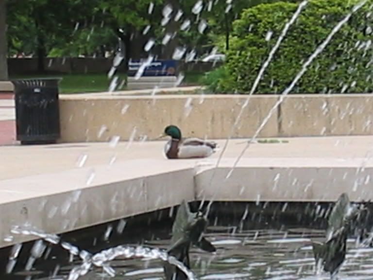 duck sitting on the fountain outside the bell tower