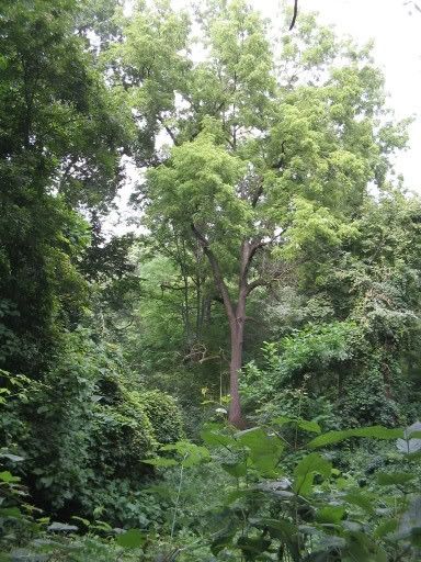 the Arb