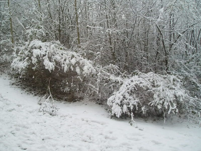 P2080053.jpg
