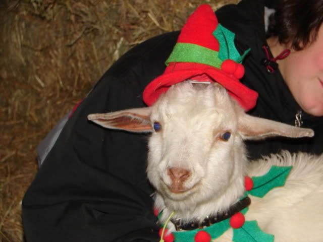 Christmas Pics - Goats