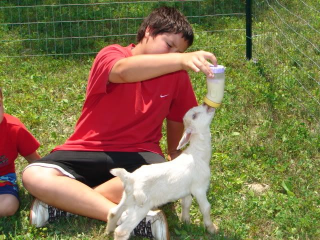 pics of new goat - Goats