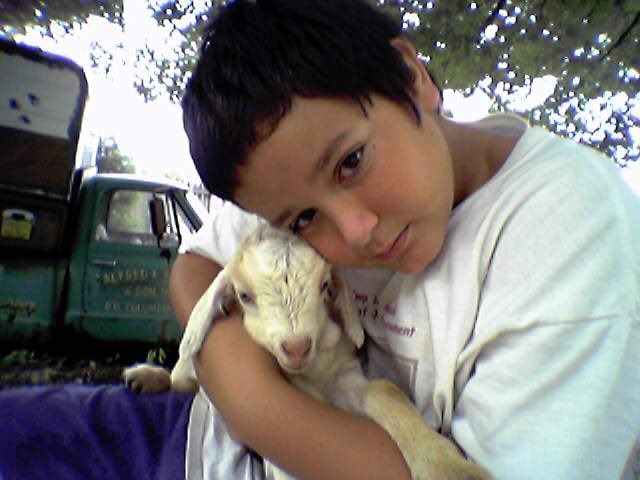 pics of new goat - Goats