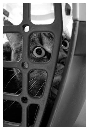 Polly in the car