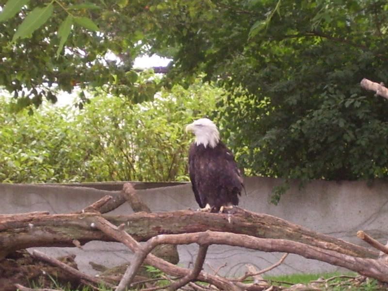 8-27-07BaldEagle.jpg