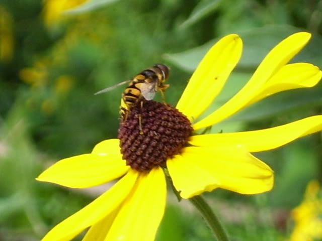 8-27-07Bee.jpg