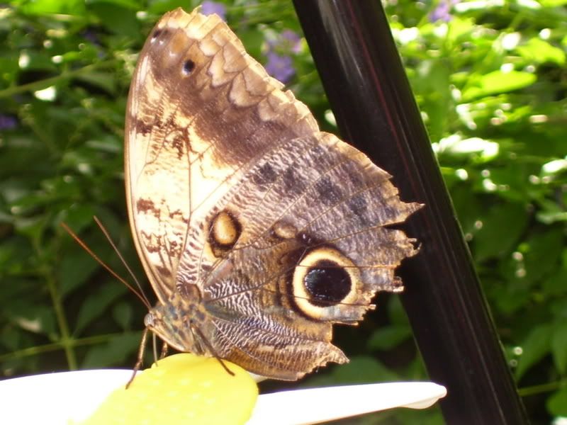 8-27-07Butterfly2.jpg