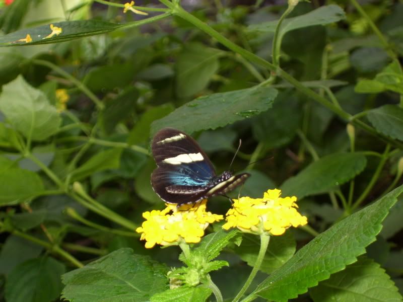 8-27-07Butterfly3.jpg