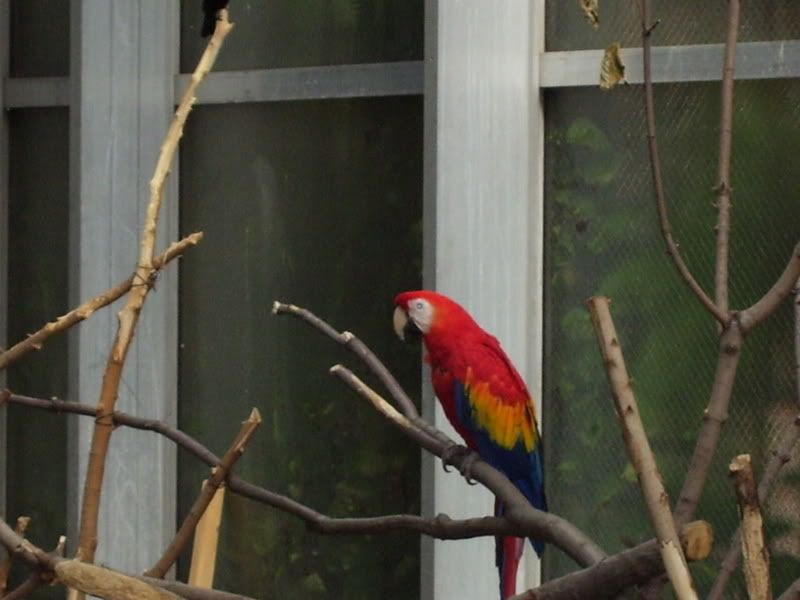 8-27-07parrot.jpg