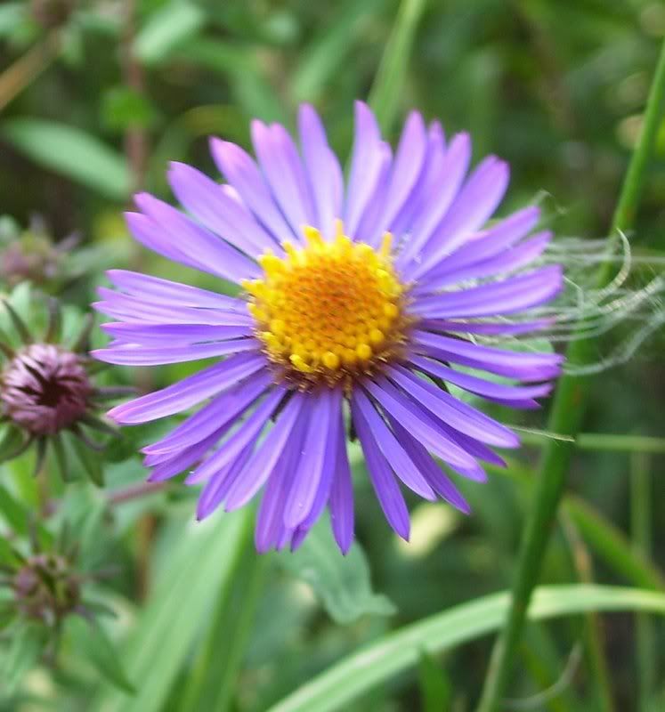 9-21-07Flower1.jpg