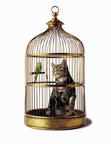 Cat In Birdcage