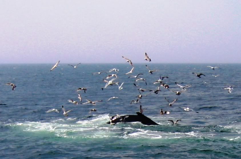 Whale And Birds