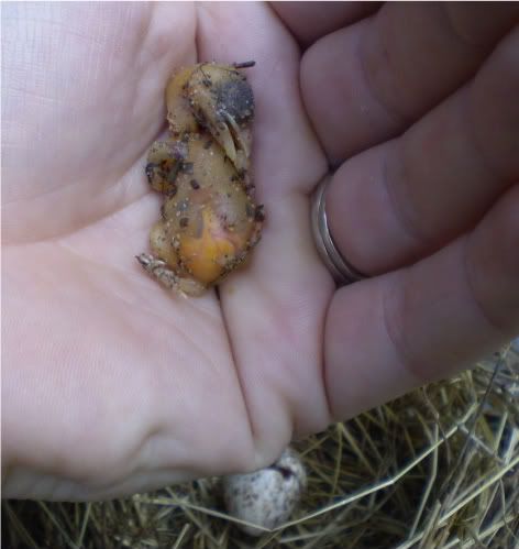 Found Bluejay nest, knocked to the ground with eggs/hatchlings.. - Homesteading Questions