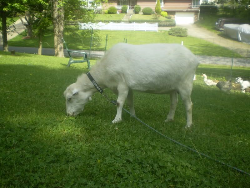 Suspect arthritis but what to do? - Goats