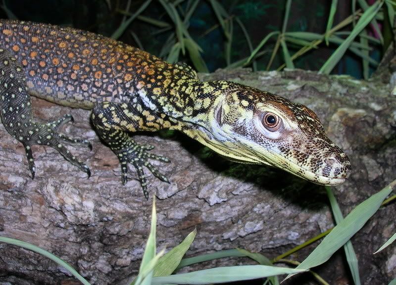 Baby Goannas