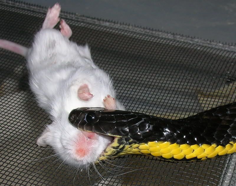 My Yellowbellied Black Snake Aussie Pythons & Snakes Forum