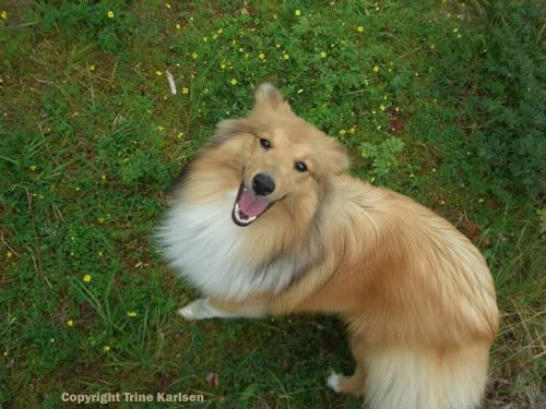 Shetlandsheepdog.jpg