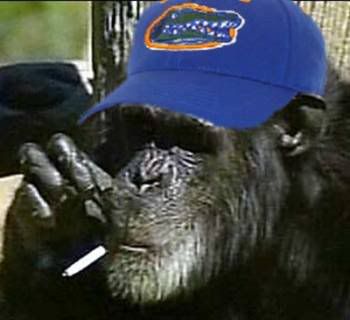 _41124952_chimp_ap.jpg