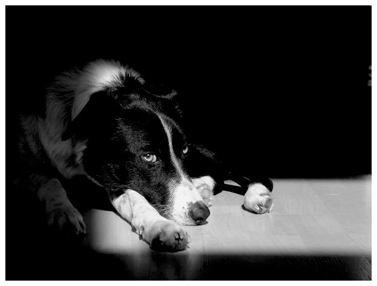 IMAGE: http://i17.photobucket.com/albums/b65/paddyCA/paddychiarobwsm-1.jpg